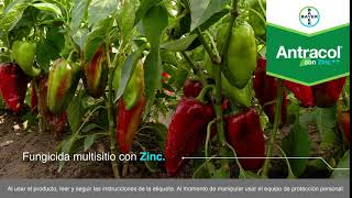 Protege y Nutre tus cultivos con Antracol con Zinc  Agro Bayer Centroamérica [upl. by Danni]