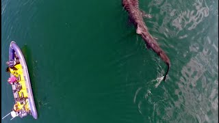 Basking Sharks in Cork harbour Ireland [upl. by Sirred]