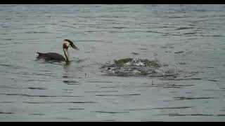 Haubentaucher amp Gänsesäger beim Fischen great crested grebe amp goosander fishing birds [upl. by Mclaurin]