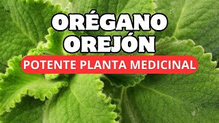 🪴ORÉGANO GIGANTE Poderosa Planta Medicinal Que Debes Tener 🌿 [upl. by Naillimixam170]