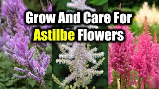 How To Grow And Care For Astilbe Flowers [upl. by Neufer]