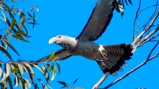 Channelbilled Cuckoo  Big bird big voice [upl. by Kazimir919]