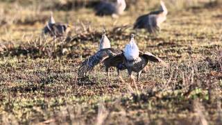 Sharptailed Grouse Lek [upl. by Winni]