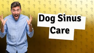 Can you flush a dogs sinuses [upl. by Amsden]