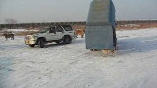 Siberian Tiger Park Harbin China [upl. by Nebe]