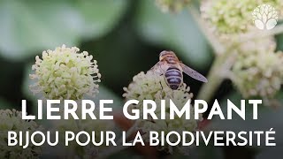 Lierre grimpant un bijou pour la biodiversité [upl. by Ettennaj503]