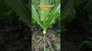 Lactuca sativa var longifolia commonly known as Romaine Lettuce Shorts NatureAthome [upl. by Greenwood]