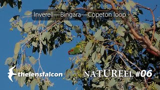 NATUREEL 06 Inverell—Bingara—Copeton loop [upl. by Adniral]