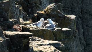 A walk from Embleton to Craster in Northumberland [upl. by Yeldud]