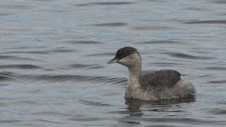 Hoaryheaded Grebe Raymond Island VIC Australia [upl. by Magel]