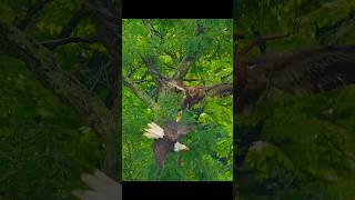 Golden Eagle Attacks Bald Eagle [upl. by Aicinoid876]