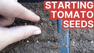 Growing Tomatoes From Seed For Perfect Germination [upl. by Cirederf]