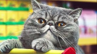 Netto Katzen  1 Hour version 1440p [upl. by Gnort893]