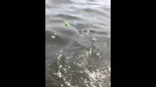 Navesink River Striped Bass Pride Fishing Tackle [upl. by Chitkara784]