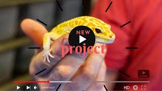 Leopard Geckos New Breeding Project [upl. by Serafina696]