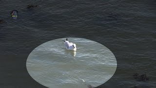 MOUETTE Rieuse  Internuptiale  Pêche  BRUITX [upl. by Assirhc]