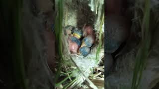 Witness the Miracle Zitting Cisticola Bird Nesting Journey from Egg to Fledgling [upl. by Ethelinda]