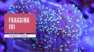 Torch euphyllia glabrescens Fragging 101 [upl. by Airitac]