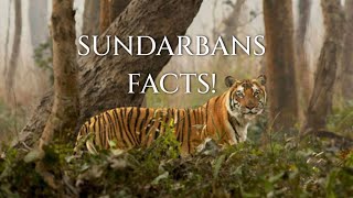 Fascinating Facts About Sundarbans National park Animals [upl. by Elie]