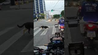 Sorocaba cidade que o doguinho passa na faixa de pedestre e o Serumaninho passa fora dela cb500x [upl. by Ativ]