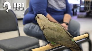 Red Bellied Parrot Stationing  Teach Your Bird to Stay Tutorial [upl. by Neerod]