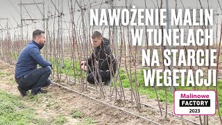 Nawożenie malin w tunelach na starcie wegetacji  Malinowe Factory 2023  Roguszyn [upl. by Holtz260]