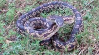 Texas Rat Snake up close [upl. by Kantos519]