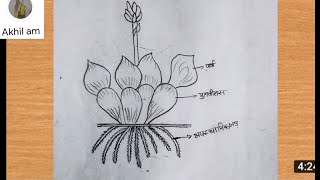 How to draw eichhornia crassipes labelled drawingWater Hyacinth ki drawingjalkumbhi Ka Chitra [upl. by Supple]