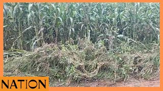 Elburgon farmers count losses after floods destroyed their crops following heavy rains [upl. by Adler644]