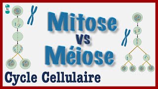 Mitose vs Méiose  Explication simple du Cycle cellulaire Division dune CELLULE Chromosomes [upl. by Eiram411]