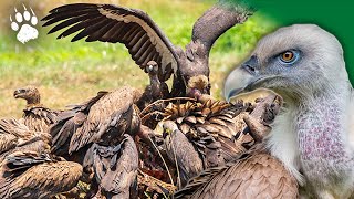 Survivre dans la savane  Prédateurs  Charognards  Documentaire Animalier  AMP [upl. by Aicilav]