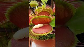 Venus Fly Trap The Carnivorous Plant 🌱 shorts carnivorousplants amazingfacts factsinhindi [upl. by Sebbie]