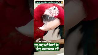 Talking Macaw 🦜😱 macaw parrot ytshortsindia talkingparrot shorts short shortsviral 🙏🙏 [upl. by Blasien]