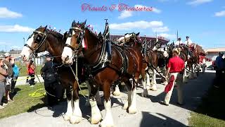 World famous Budweiser Clydesdale Spectacular show in Florida [upl. by Sarena]