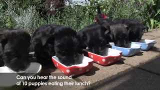 Scottie  Scottish Terrier Puppies [upl. by Codel83]