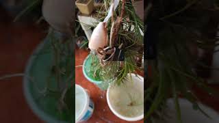 Air plantsTillandsia genus Watering flora of my garden  Dharwad  Karnataka [upl. by Jilleen39]