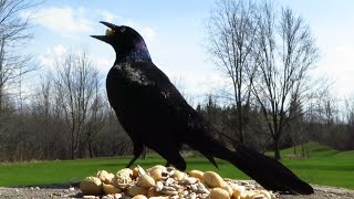 Grackles and friends grabbing some lunch [upl. by Montgomery]