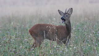 Aboiements de chevreuil 4K [upl. by Rubin]