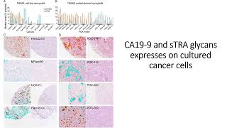 sTRA amp CA199 glycans express on cultured pancreatic cancer cells Code 696 [upl. by Rillings]