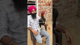 Rajasthani Aseel viralvideo like viralvideo aseel punjabiaseel punjabaseel viralshort wmk [upl. by Notlimah]