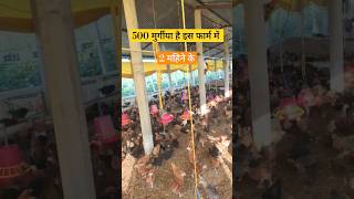 Poultry farm business plan ll 500 Poultry layer ytshortsindia poultryfarmbusiness chikenfarming [upl. by Solegnave7]