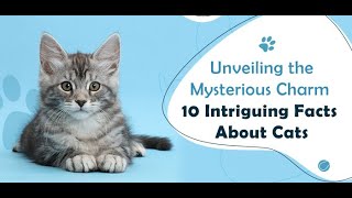 10 Facts You Might Know About Cats  Feline Facts  Cat as Pets  VetSupply [upl. by Ileana456]