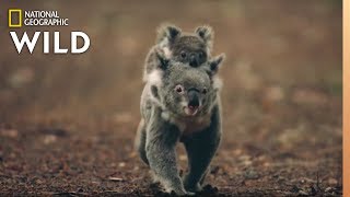 Koalas 101  Nat Geo Wild [upl. by Iolenta]