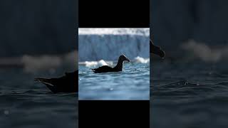 Petrel gigante  Southern giant petrel [upl. by Letch389]