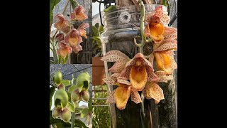 Fall Catasetum Blooms [upl. by Ttirrej635]