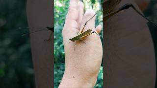 The brown grasshopper grasshopper grasshoper insects naturelovers rurallife [upl. by Lambard]