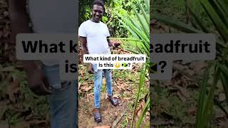 Breadfruit Here Belong To The Rainbow Family 👀 jamaica shorts viral [upl. by Ursi803]