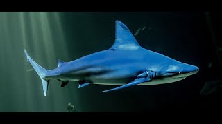 NouvelleCalédonie  un enfant victime dune attaque de requin à Nouméa [upl. by Drake]