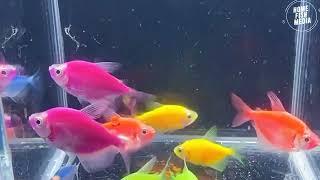 Aquarium video of guppy fish and bettafish in the plants tank 54 [upl. by Perdita143]