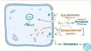 Potentiel de repos de la membrane cellulaire [upl. by Oned]